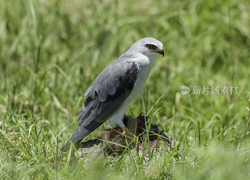 黑翅鸢(Elanus caeruleus)是一种日间活动的小型猛禽，属于鹰科，以其习惯在开阔的草原上盘旋而闻名，就像小得多的茶隼一样。纳库鲁湖国家公园，肯尼亚。Accipitriformes